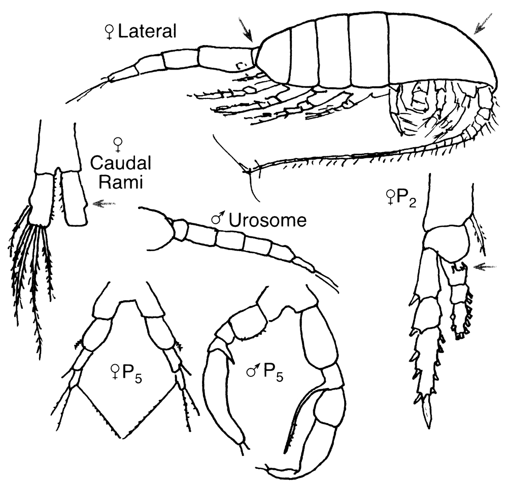 Species Metridia longa - Plate 5 of morphological figures