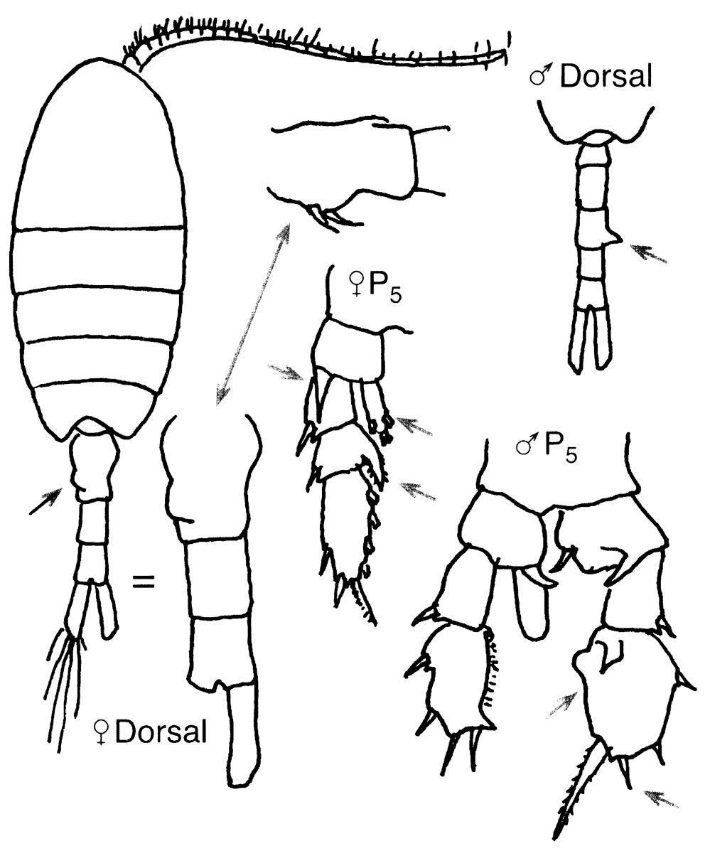 Espèce Isias clavipes - Planche 3 de figures morphologiques