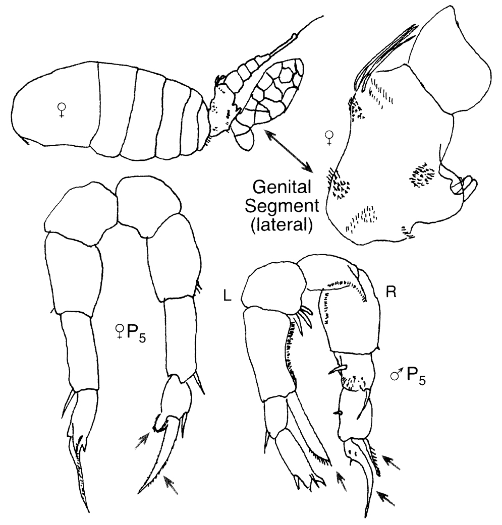 Species Pseudodiaptomus pelagicus - Plate 6 of morphological figures