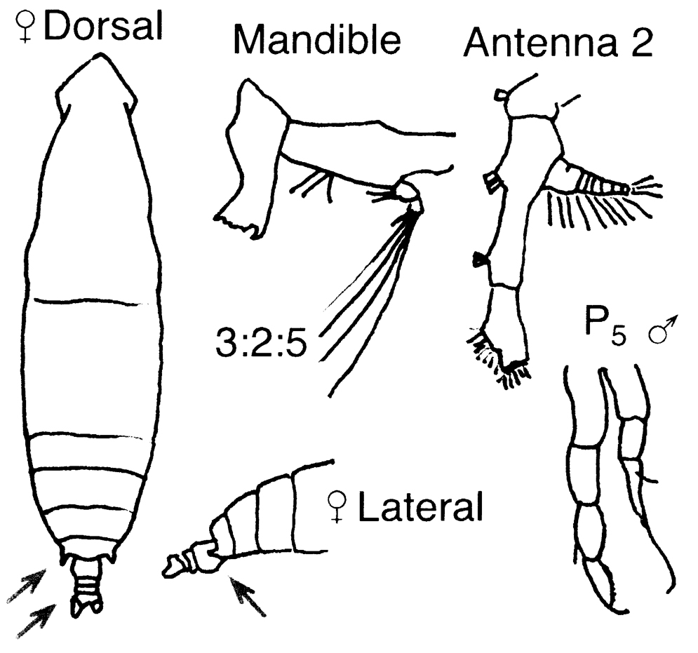 Espèce Eucalanus hyalinus - Planche 22 de figures morphologiques