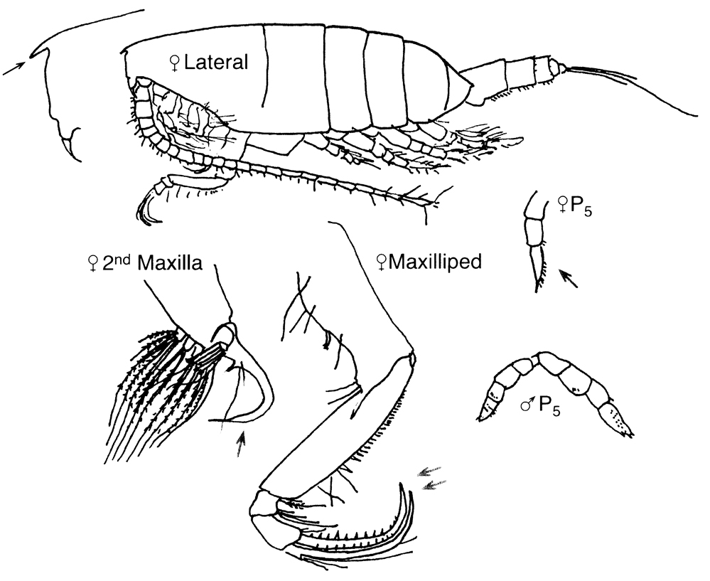 Species Cornucalanus chelifer - Plate 11 of morphological figures