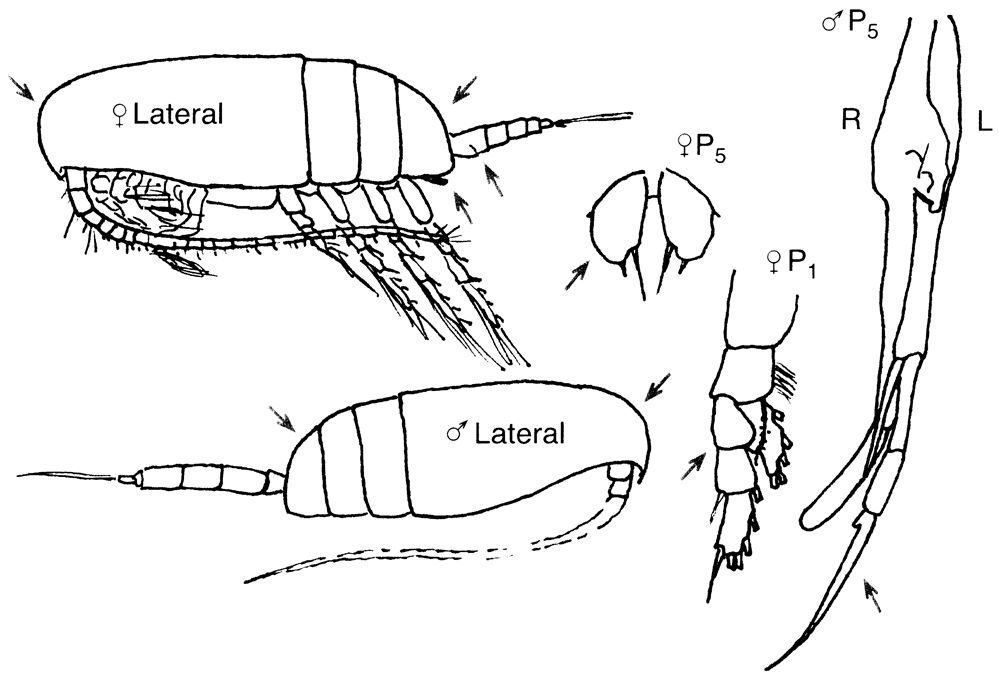 Espce Scolecithricella minor - Planche 18 de figures morphologiques
