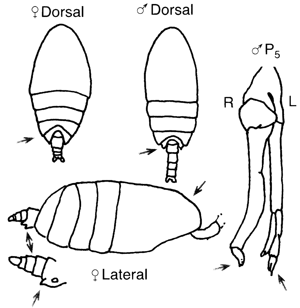 Espèce Scolecithrix danae - Planche 25 de figures morphologiques
