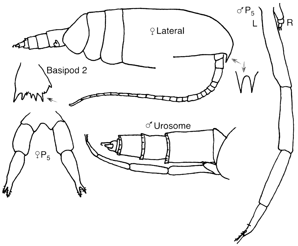Species Clausocalanus arcuicornis - Plate 18 of morphological figures