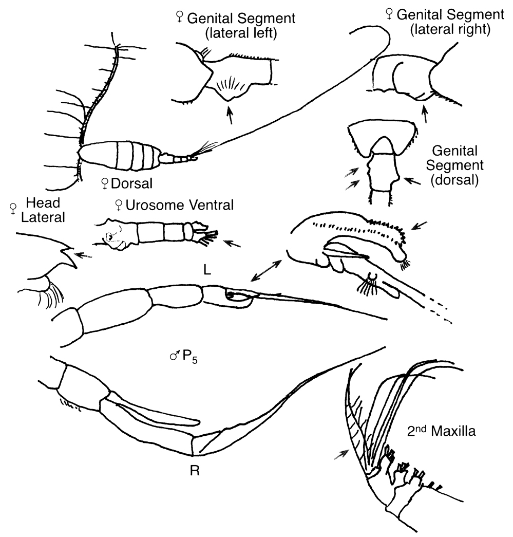 Espèce Euchaeta marina - Planche 11 de figures morphologiques