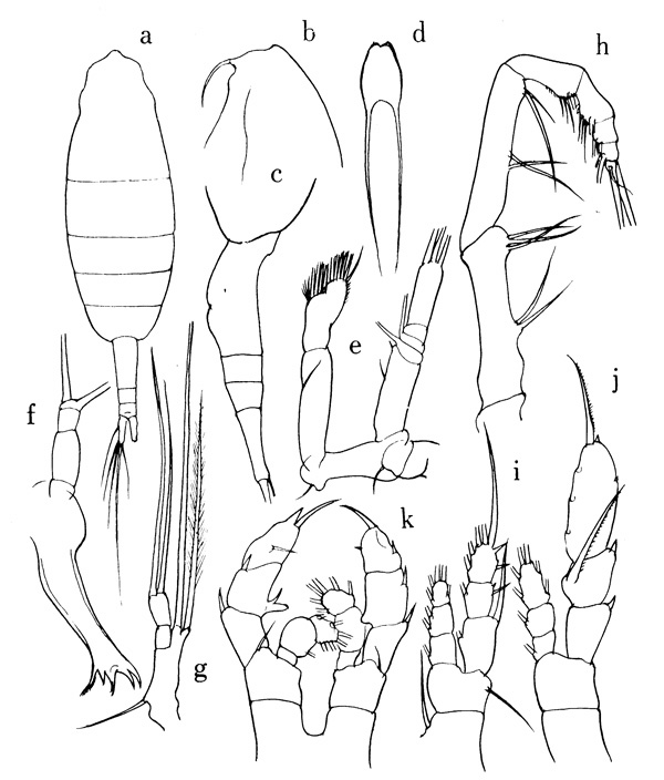 Species Augaptilus anceps - Plate 1 of morphological figures