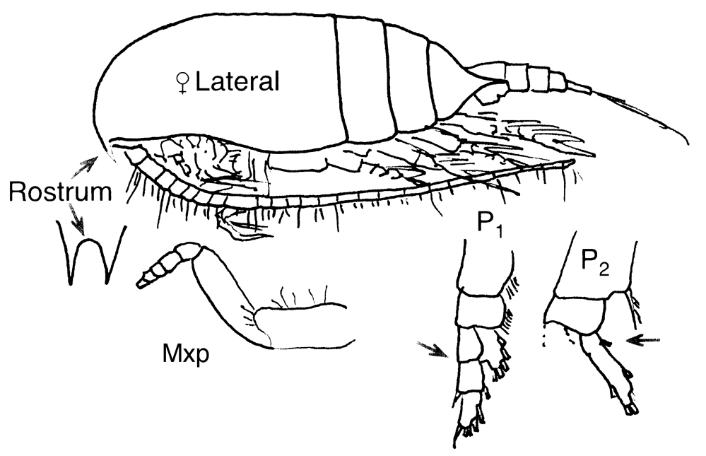 Species Aetideus armatus - Plate 17 of morphological figures