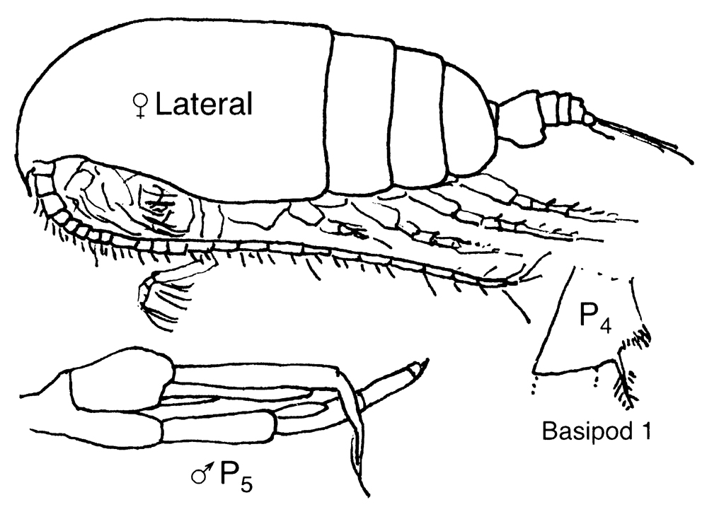Species Euchirella rostrata - Plate 36 of morphological figures
