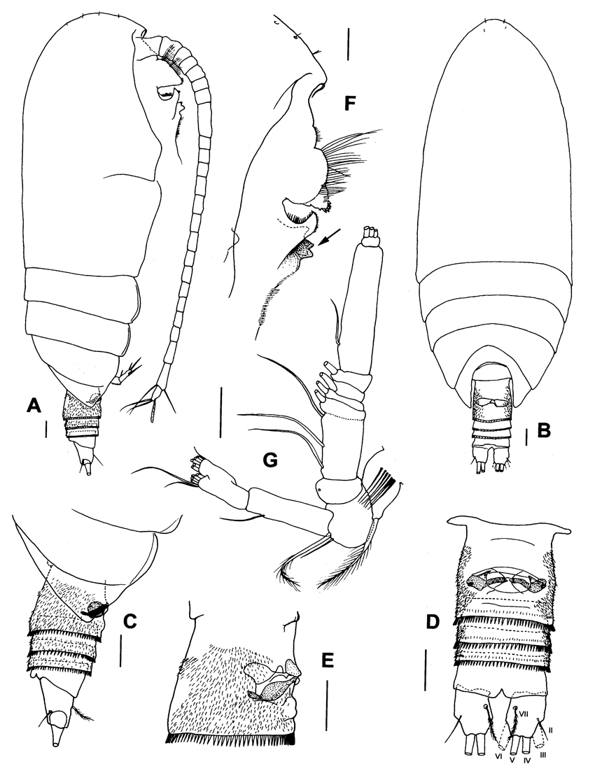 Species Byrathis arnei - Plate 1 of morphological figures