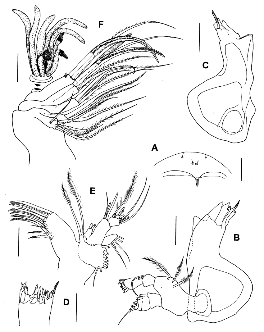 Species Byrathis arnei - Plate 2 of morphological figures