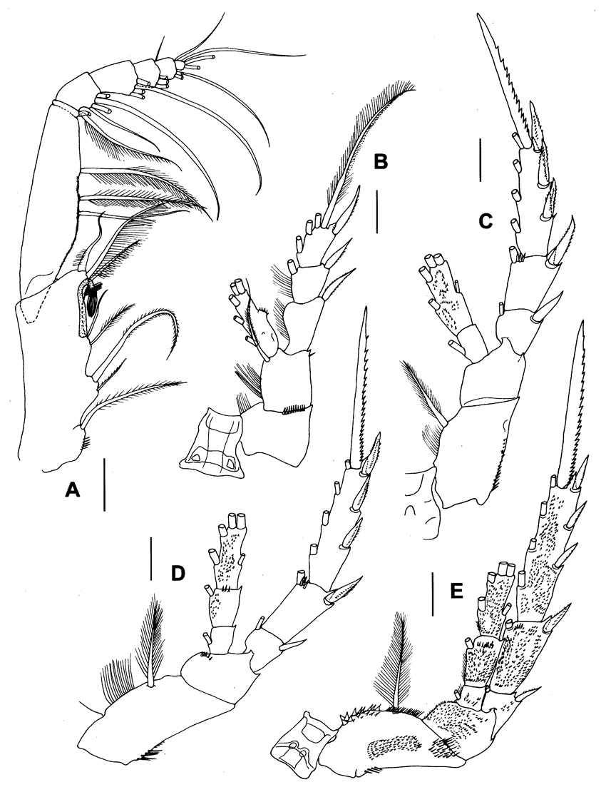 Espce Byrathis arnei - Planche 3 de figures morphologiques