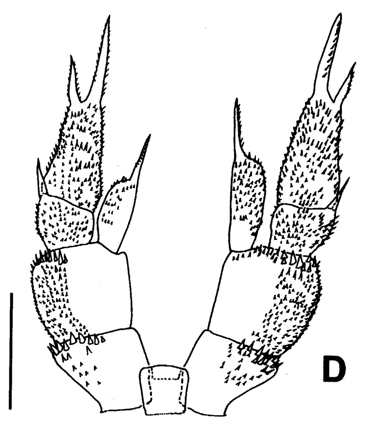 Espce Byrathis arnei - Planche 5 de figures morphologiques