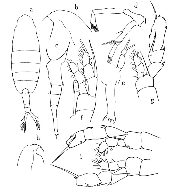 Species Augaptilus glacialis - Plate 1 of morphological figures