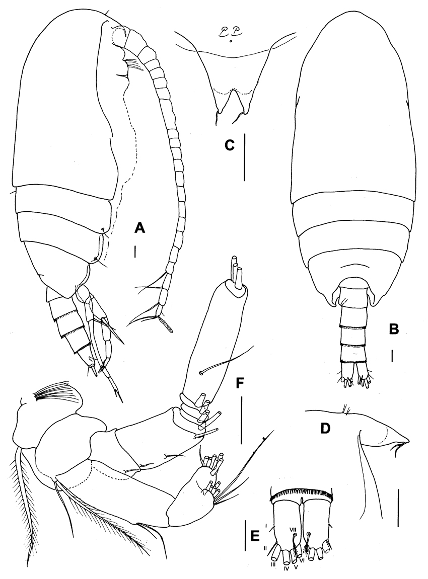 Species Paraxantharus brittae - Plate 1 of morphological figures