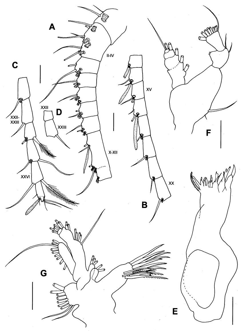 Espèce Paraxantharus brittae - Planche 2 de figures morphologiques