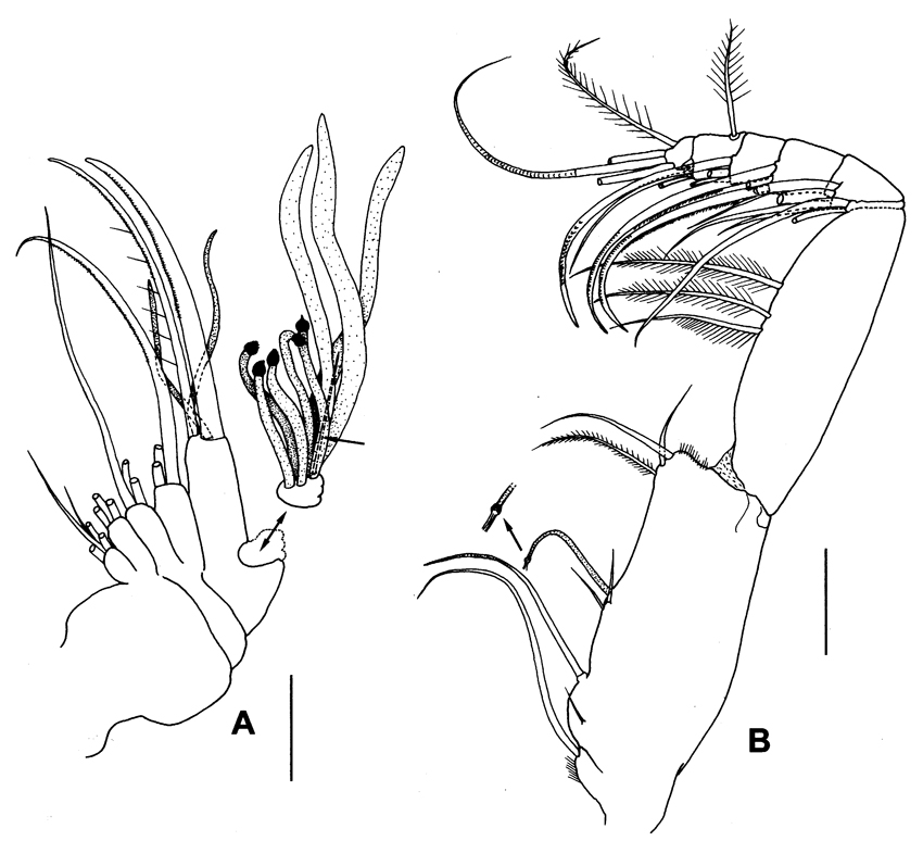 Espèce Paraxantharus brittae - Planche 3 de figures morphologiques