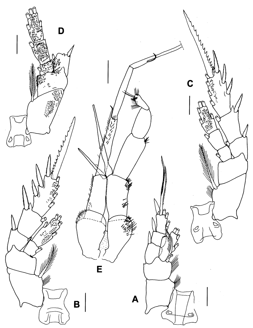 Espèce Paraxantharus brittae - Planche 4 de figures morphologiques