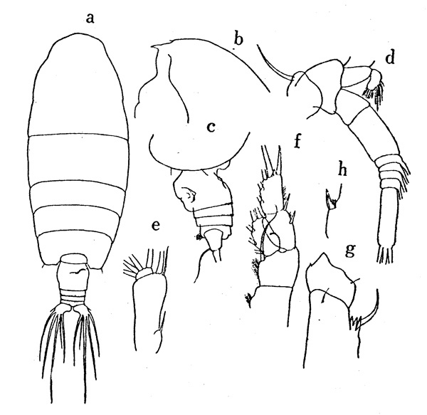 Espèce Euchirella bella - Planche 2 de figures morphologiques