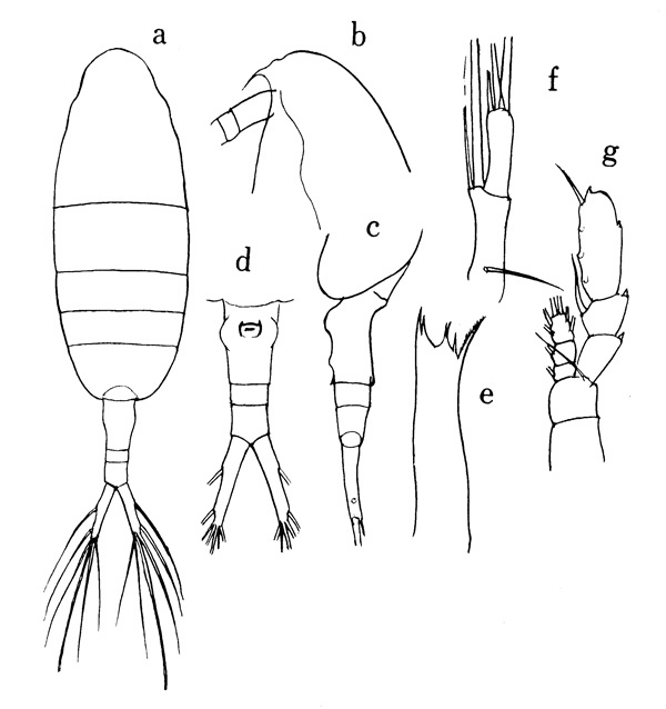 Species Augaptilus longicaudatus - Plate 1 of morphological figures