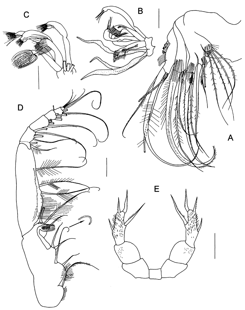 Espce Byrathis penicillatus - Planche 3 de figures morphologiques