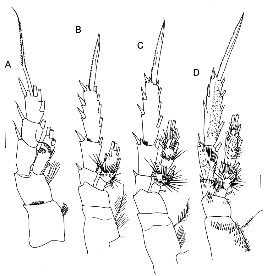 Species Byrathis penicillatus - Plate 4 of morphological figures