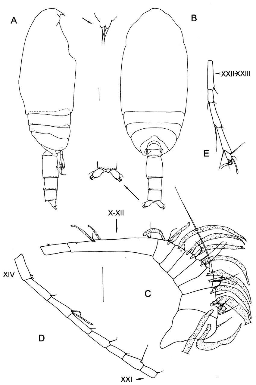 Espce Byrathis arnei - Planche 6 de figures morphologiques