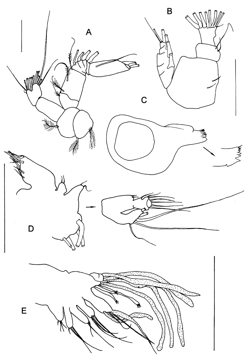 Espce Byrathis arnei - Planche 7 de figures morphologiques