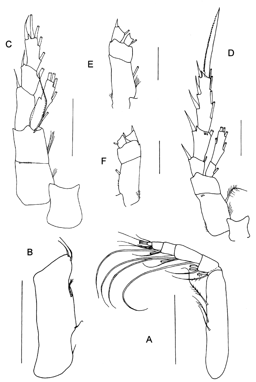 Species Byrathis arnei - Plate 8 of morphological figures