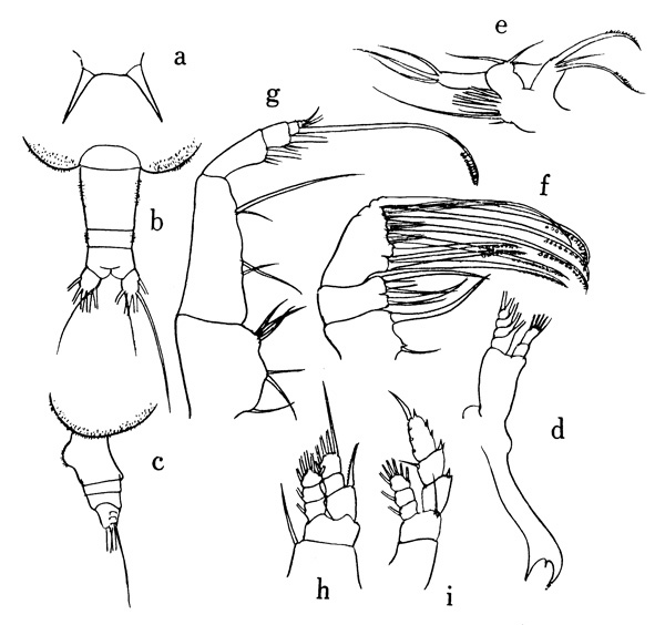 Espèce Centraugaptilus rattrayi - Planche 1 de figures morphologiques