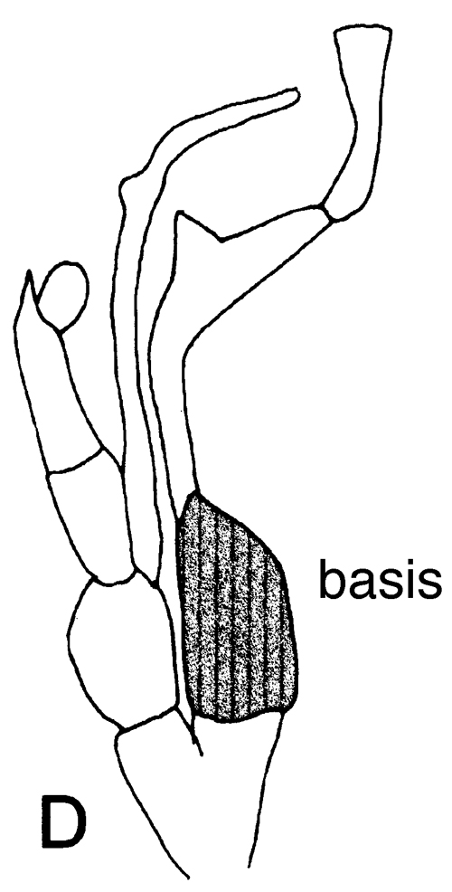 Espce Undinella oblonga - Planche 5 de figures morphologiques
