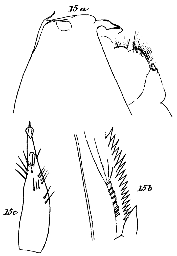 Species Cornucalanus chelifer - Plate 12 of morphological figures