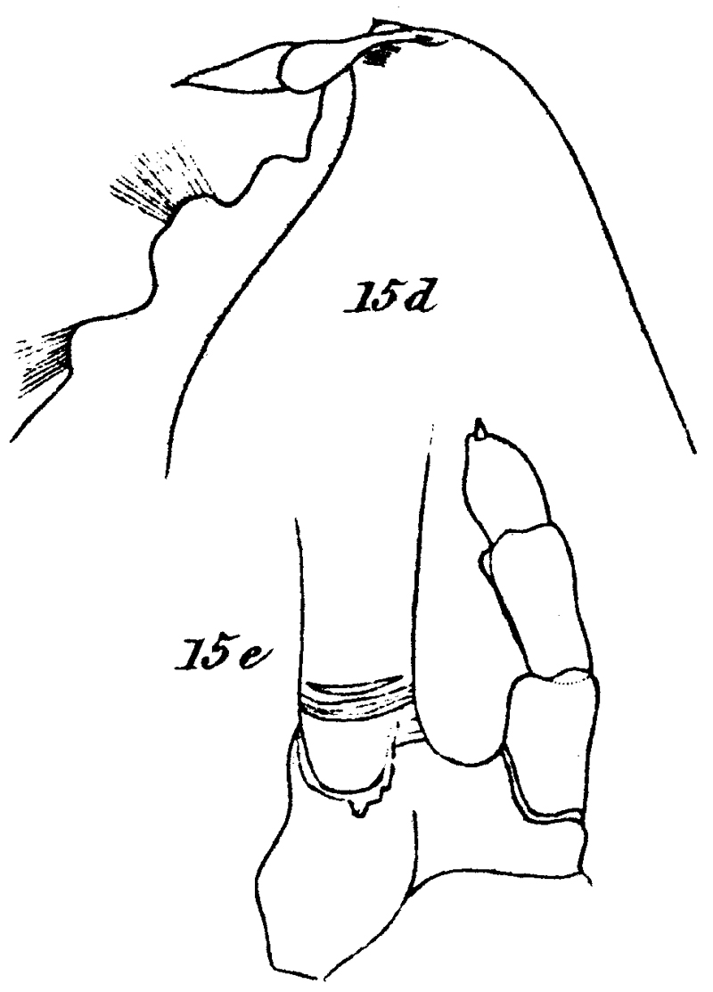 Species Cornucalanus chelifer - Plate 15 of morphological figures