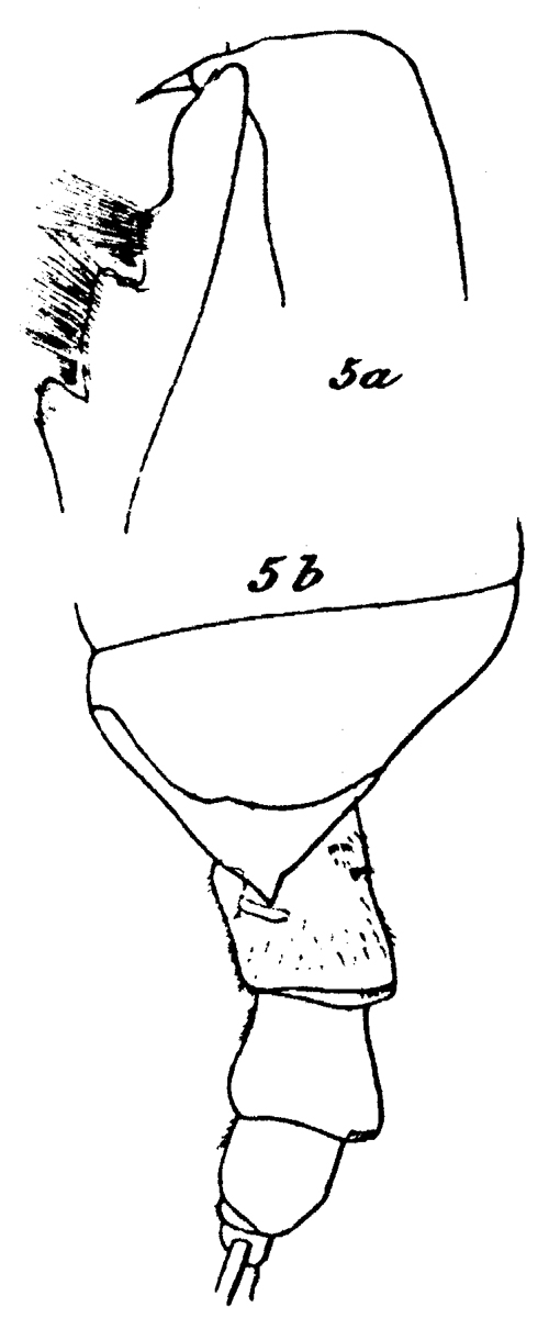 Species Onchocalanus trigoniceps - Plate 11 of morphological figures