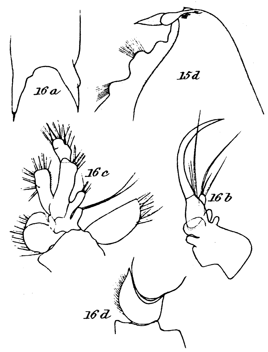 Species Onchocalanus trigoniceps - Plate 12 of morphological figures