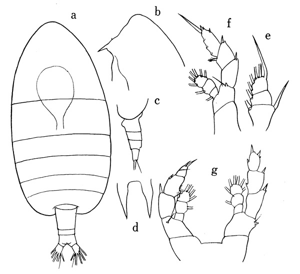 Espce Centraugaptilus horridus - Planche 1 de figures morphologiques