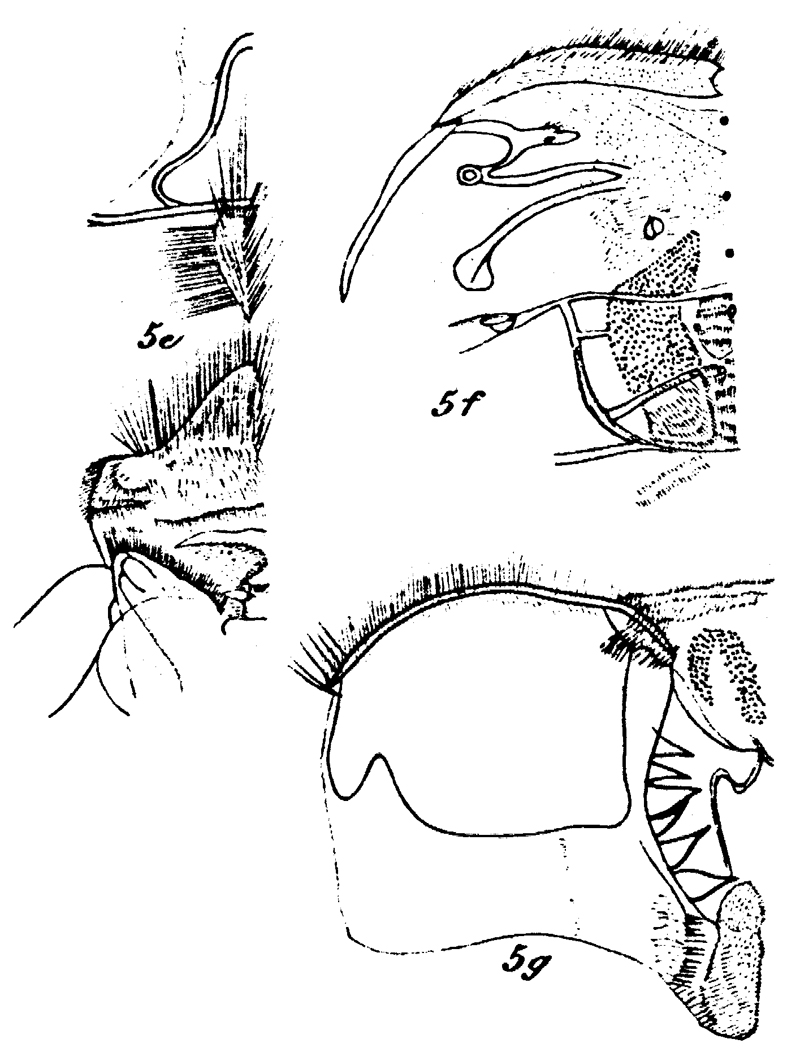 Espèce Onchocalanus trigoniceps - Planche 14 de figures morphologiques