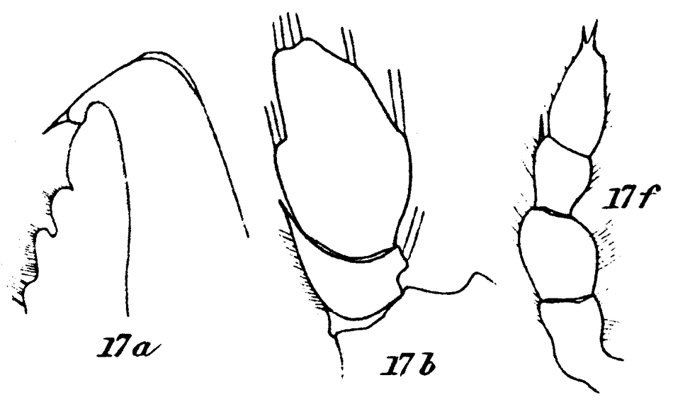 Espce Onchocalanus cristatus - Planche 18 de figures morphologiques