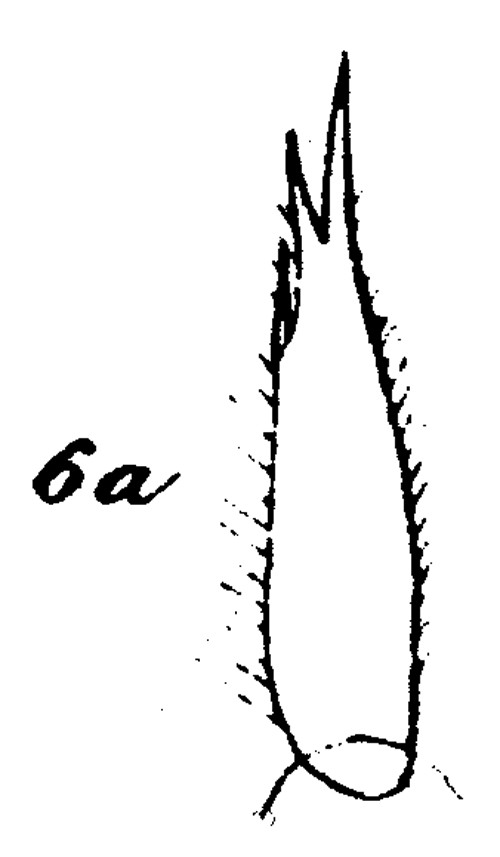 Espce Onchocalanus cristatus - Planche 19 de figures morphologiques