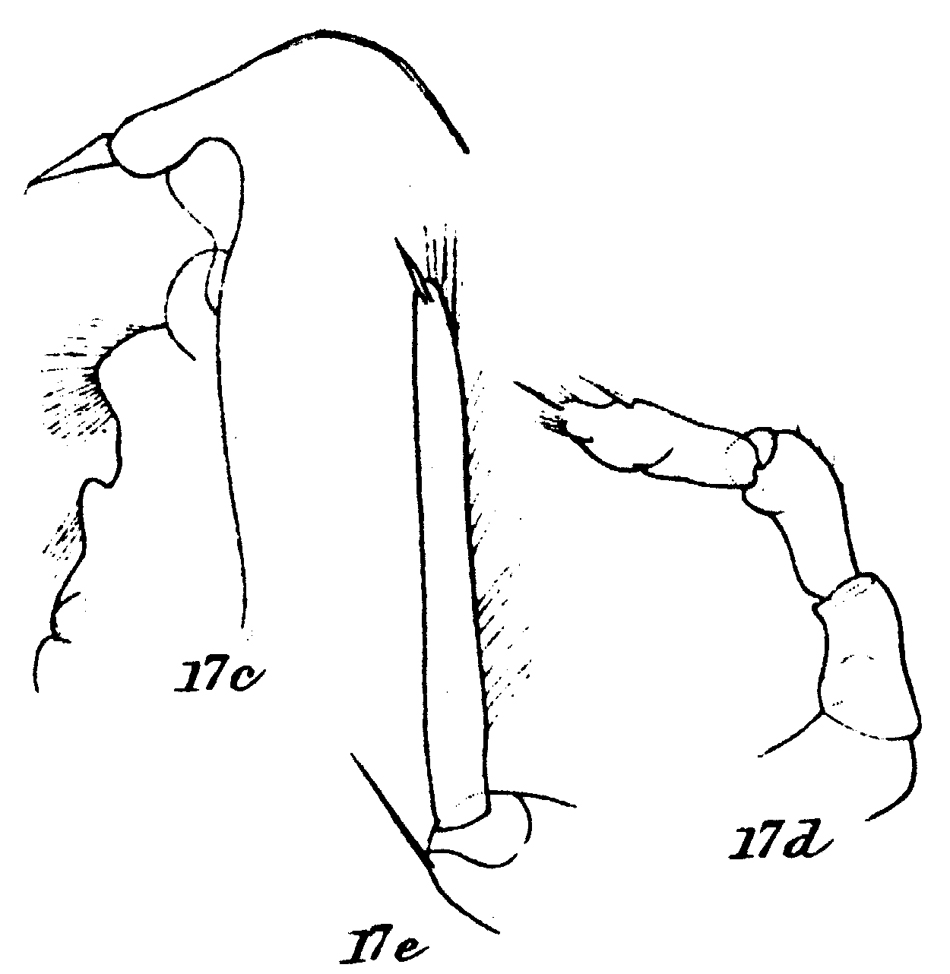 Species Onchocalanus cristatus - Plate 20 of morphological figures