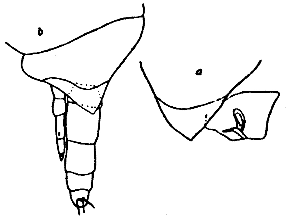 Espce Xanthocalanus pinguis - Planche 8 de figures morphologiques