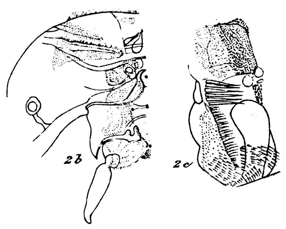 Espce Xanthocalanus pinguis - Planche 10 de figures morphologiques