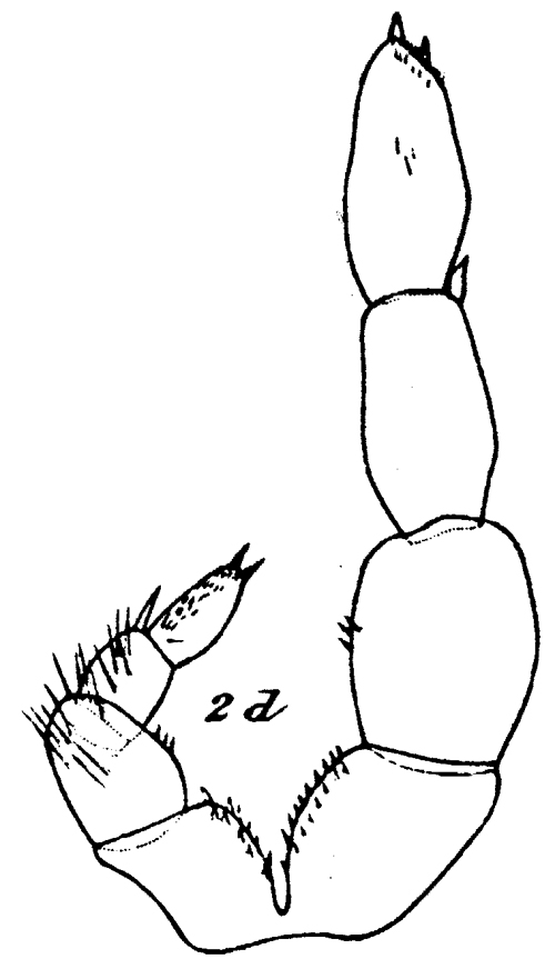 Species Xanthocalanus pinguis - Plate 11 of morphological figures