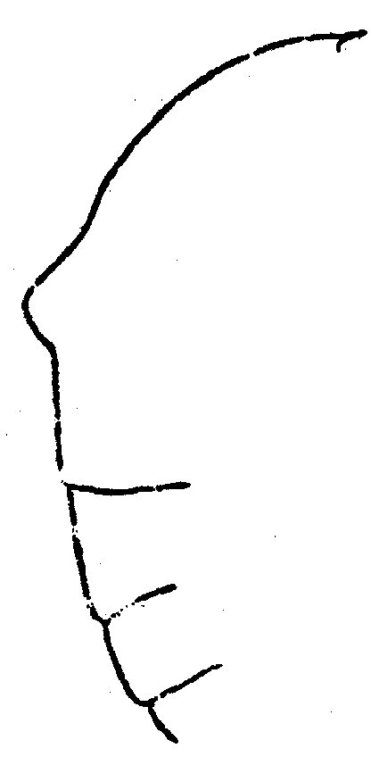 Espce Phaenna spinifera - Planche 19 de figures morphologiques