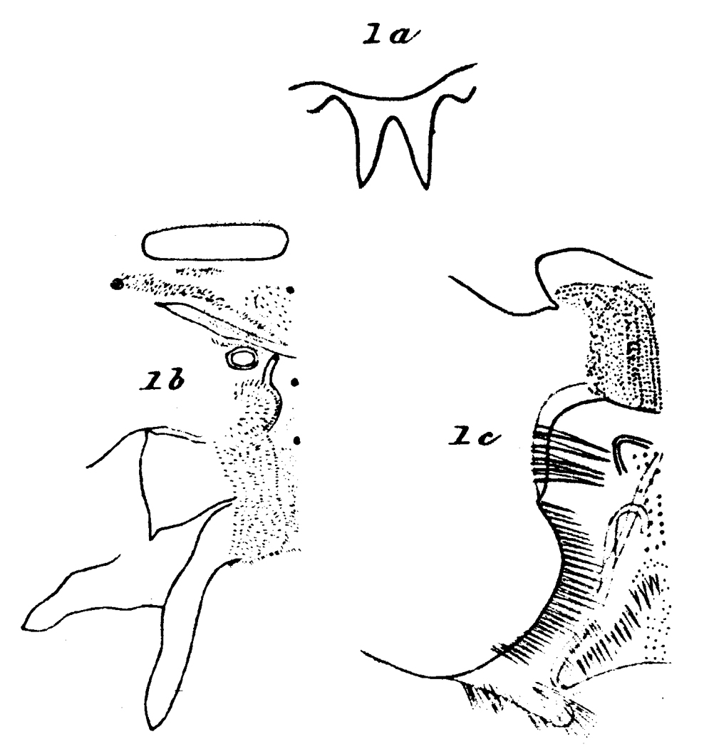 Espèce Phaenna spinifera - Planche 20 de figures morphologiques