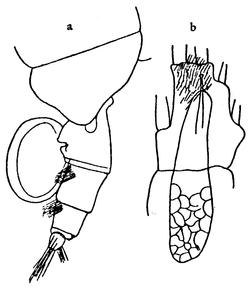 Species Valdiviella insignis - Plate 11 of morphological figures