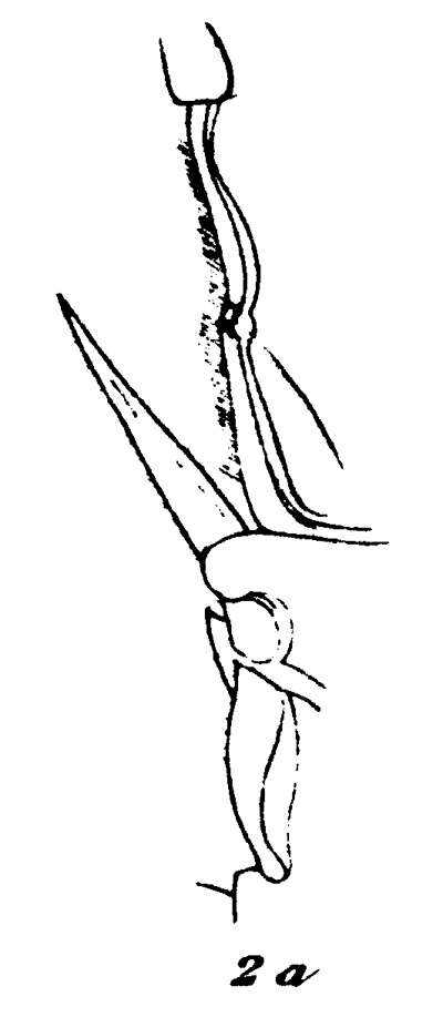 Espce Valdiviella insignis - Planche 12 de figures morphologiques