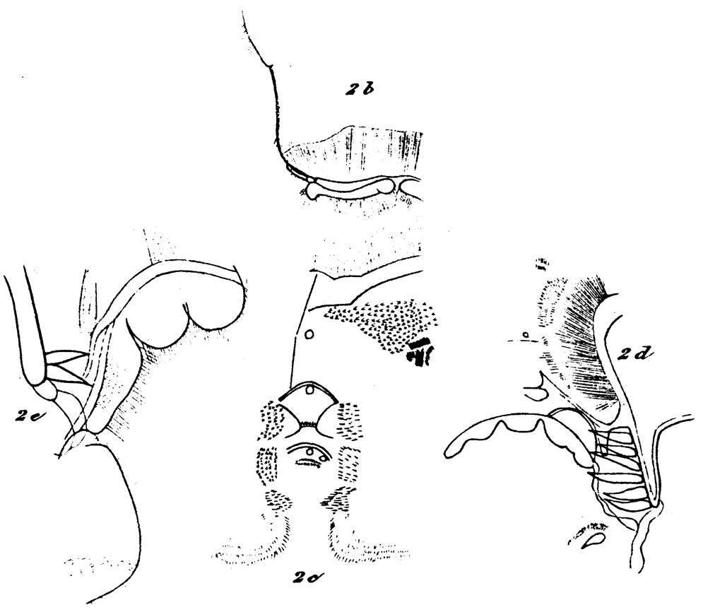 Species Valdiviella insignis - Plate 13 of morphological figures