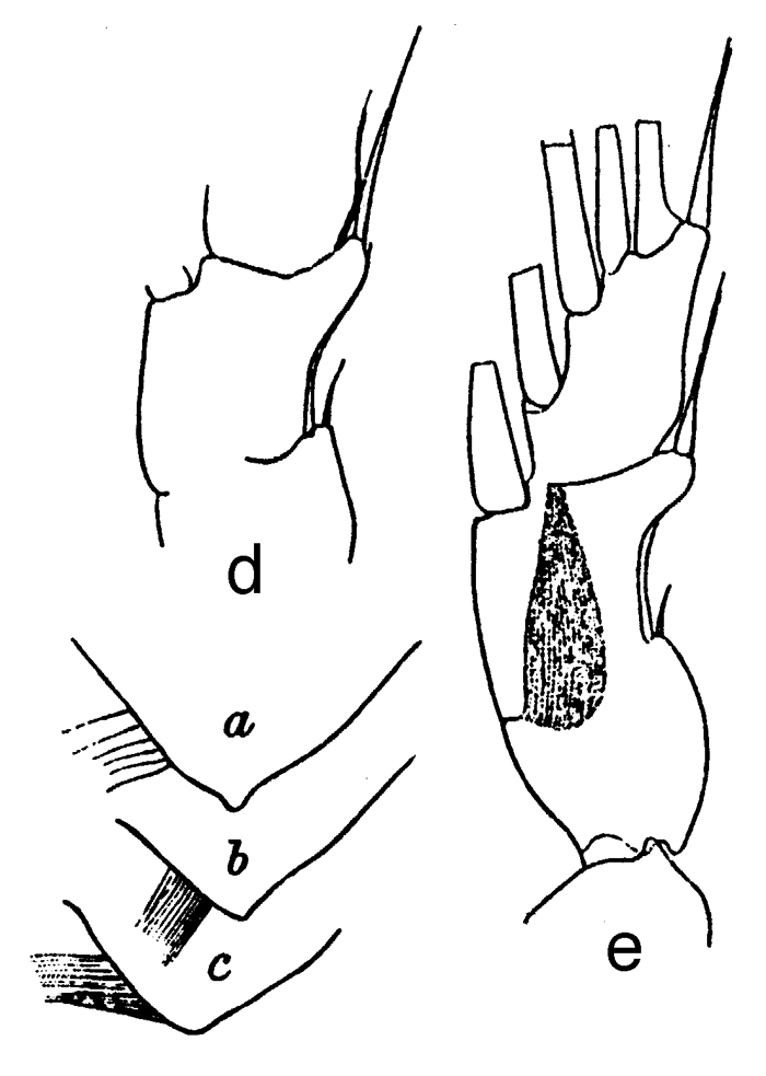 Species Paraeuchaeta glacialis - Plate 6 of morphological figures