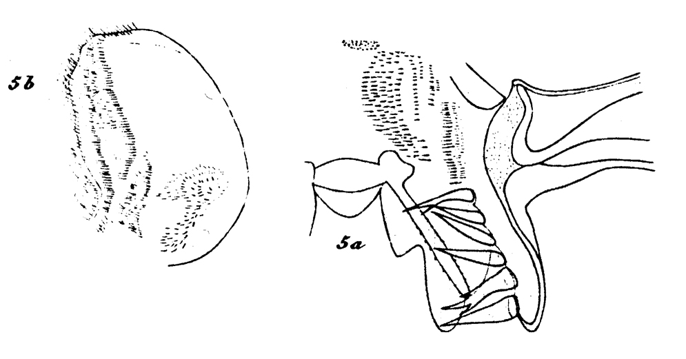 Species Paraeuchaeta glacialis - Plate 7 of morphological figures