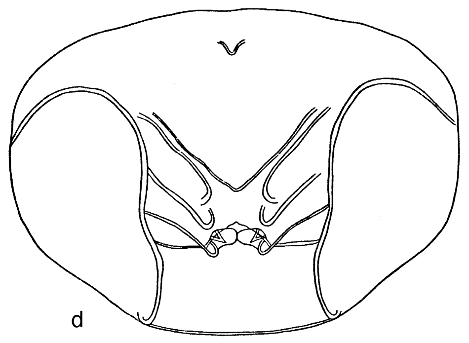 Espce Paraeuchaeta barbata - Planche 21 de figures morphologiques